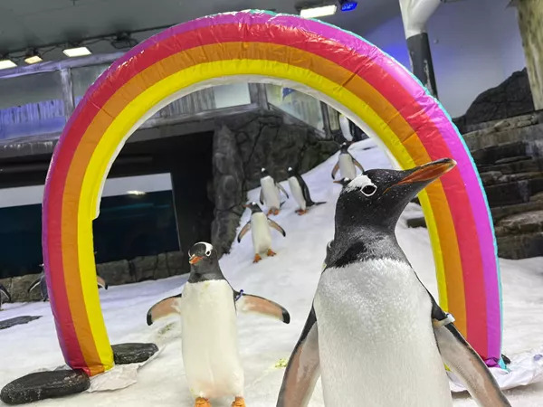 'Pinguim gay' Sphen morre e comove a internet: "coração partido"